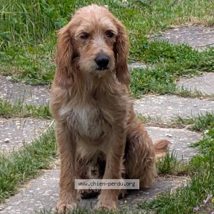 Photo 1/1 Rouky Chien perdu à Villebois les pins