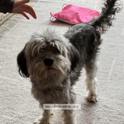 Photo 1/1 Harry Chien perdu à Le perreux sur marne