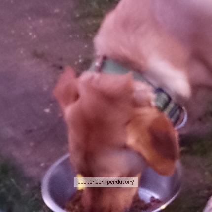 Photo 1/1 Chien retrouvé Trouvé à Draveil