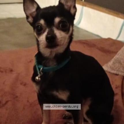 Photo 1/1 Cookie Chien perdu à Saint leu la foret