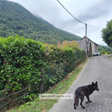 Photo 1/1 Isha Chien perdu à Bonac irazein