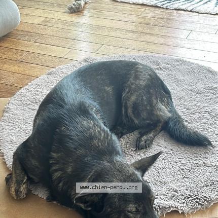 Photo 1/1 Chien retrouvé Perdu à Lille