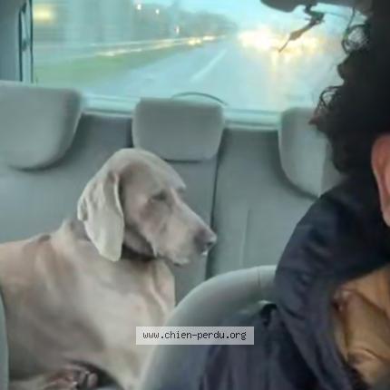 Photo 1/1 Chien trouvé Trouvé à Marseille