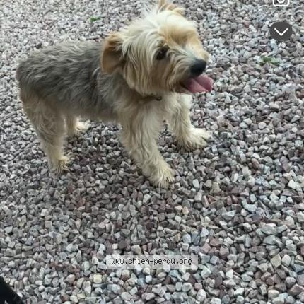 Photo 1/1 Toupe Chien perdu à Cerons