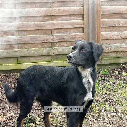 Photo 1/1 Chien retrouvé Perdu à Les landes genusson