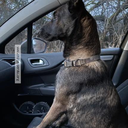 Photo 1/1 Nala Chien perdu à Villeneuve les maguelone