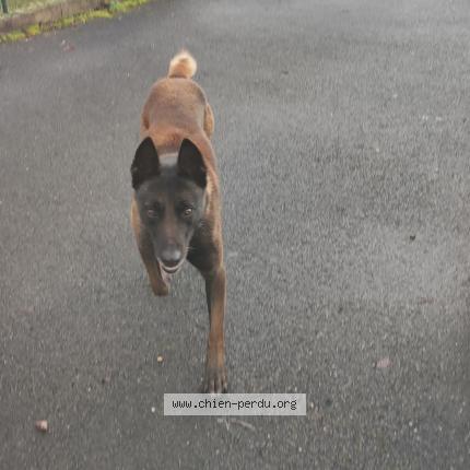 Photo 1/1 Chien retrouvé Trouvé à Roches premarie