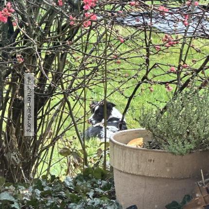 Photo 1/1 Chien trouvé Trouvé à Margny sur matz