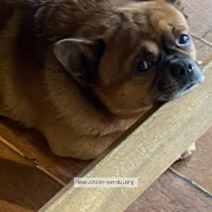 Photo 1/1 Rox Chien perdu à Amiens