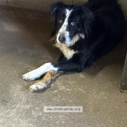 Photo 1/1 Chien trouvé Trouvé à Caylus