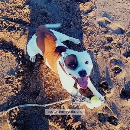 Photo 1/1 Chien retrouvé Perdu à Saint nazaire