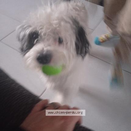 Photo de chien trouvé à Carbay