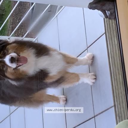 Photo de chien trouvé à Landerneau