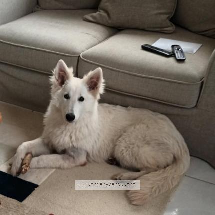 Photo 1/1 Chien retrouvé Perdu à Buzet sur tarn