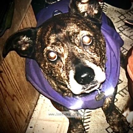 Photo 1/1 Sapphire Chien perdu à North bend