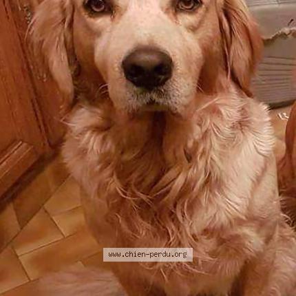 Photo de chien perdu à Rochy Conde