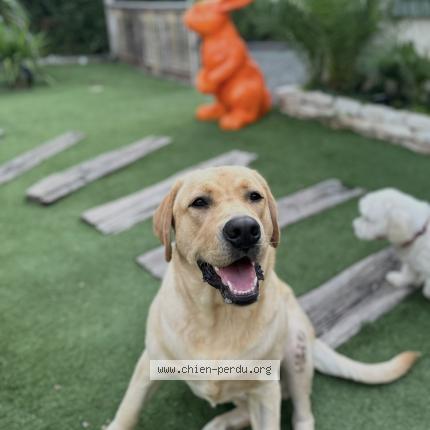 Photo de chien perdu à Puget Sur Argens