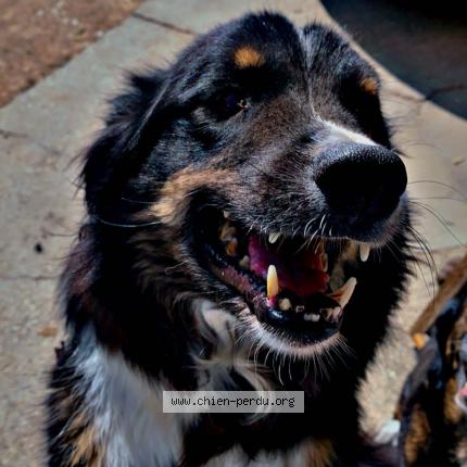 Photo 1/1 Chien retrouvé Perdu à L isle d abeau