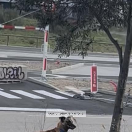Photo de chien trouvé à Perpignan