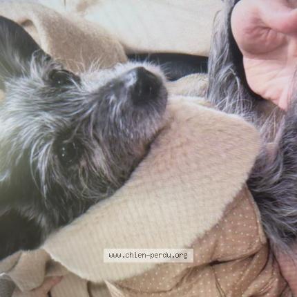 Photo 1/1 Chien retrouvé Perdu à Paris