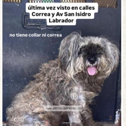 Photo 1/1 SIMON Chien perdu à Caba