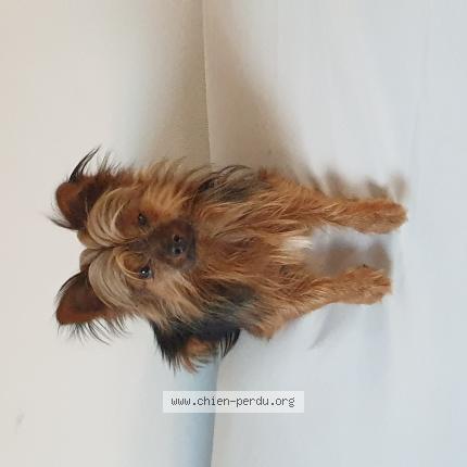 Photo 1/1 Chien retrouvé Perdu à Culhat