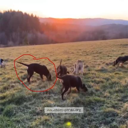 Photo 1/1 Chien retrouvé Perdu à Lignieres