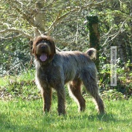 Photo de chien perdu à Neuville Sur Sarthe