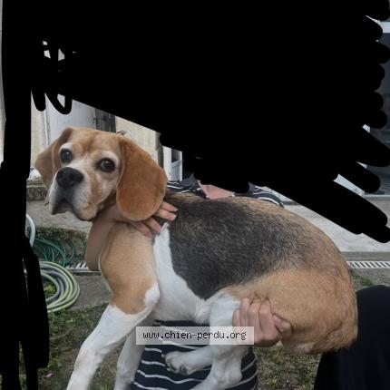 Photo 1/1 Chien retrouvé Perdu à Le bouscat