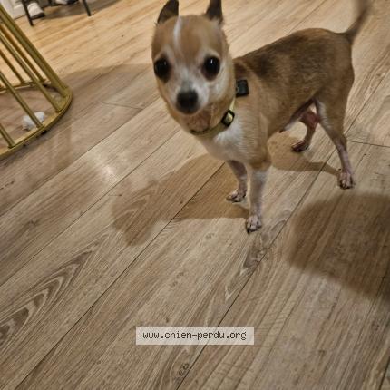 Photo de chien trouvé à Igoville