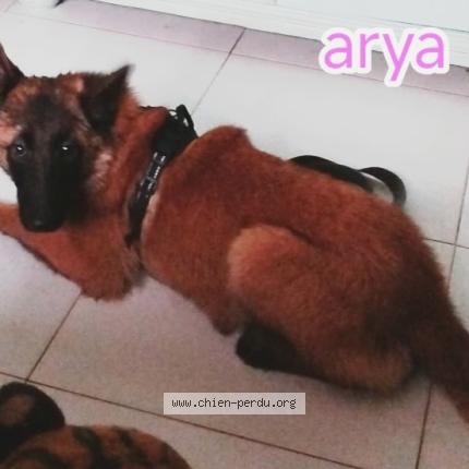 Photo 1/1 Chien retrouvé Perdu à Folelli