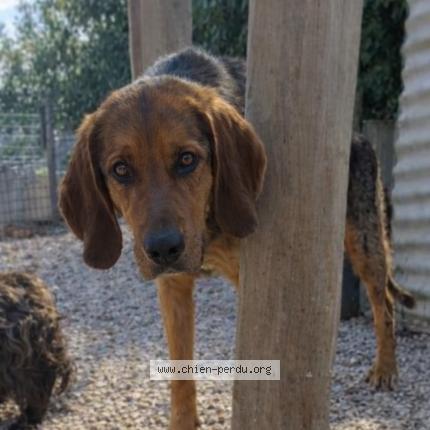 Photo 1/1 Sibelle Chien perdu à Burzy