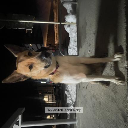 Photo 1/1 Chien trouvé Trouvé à Saint Lary Soulan