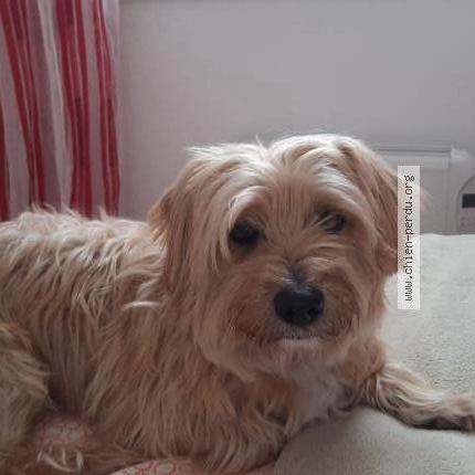 Photo 1/1 Chien retrouvé Perdu à Saint germain du puch