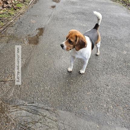 Photo 1/1 Chien trouvé Trouvé à Ormesson sur marne