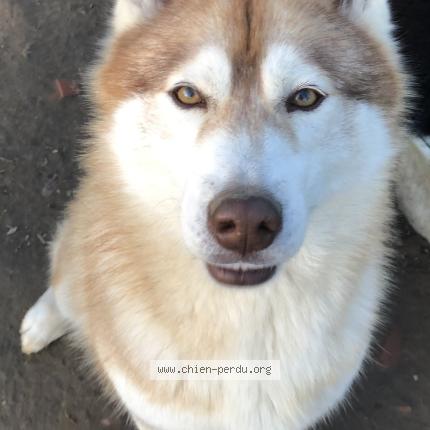 Photo 1/2 Raybane Chien perdu à Manciet