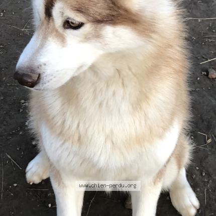 Photo 2/2 Raybane Chien perdu à Manciet