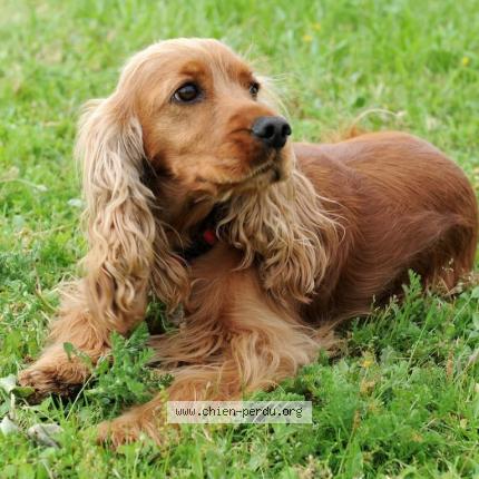 Photo 1/1 D&eacute; Chien perdu à Perros guirec