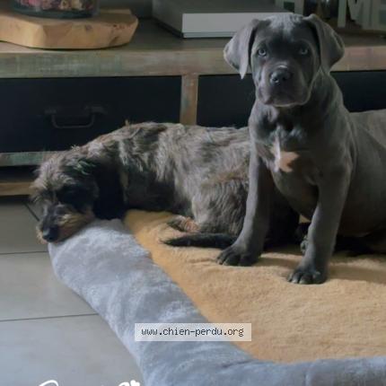 Photo de chien perdu à La Fleche