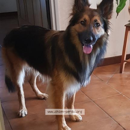 Photo 1/1 Chien retrouvé Perdu à Miossens lanusse