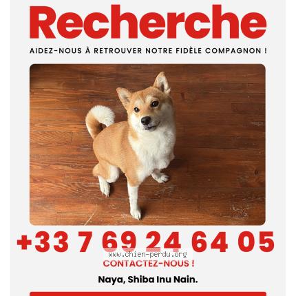 Photo 1/1 Chien retrouvé Perdu à Boulogne billancourt