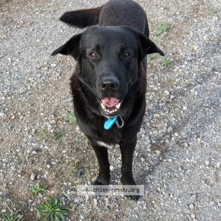 Photo de chien perdu à Fabregues