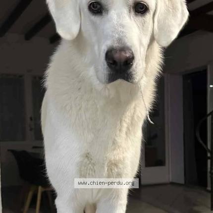 Photo 1/1 Chien retrouvé Perdu à Digne les bains