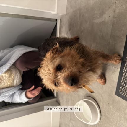 Photo de chien trouvé à Perigny