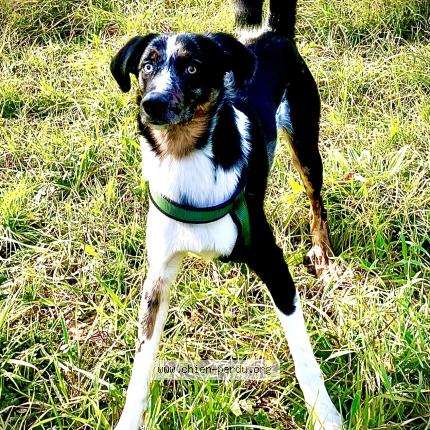 Photo 1/1 Chien retrouvé Perdu à Savasse