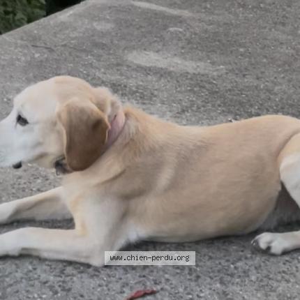 Photo 1/1 Chien retrouvé Perdu à Laparade