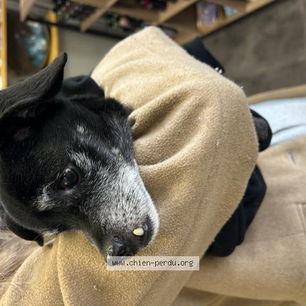 Photo 1/1 Chien trouvé Trouvé à Sin le noble