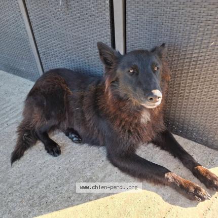 Photo 1/2 Priscie Chien perdu à Coudures