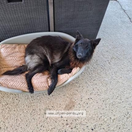 Photo 2/2 Priscie Chien perdu à Coudures