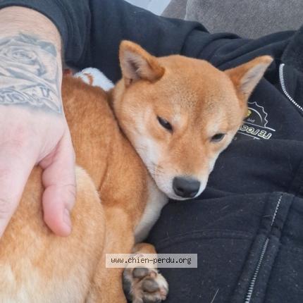 Photo de chien perdu à Le Mans